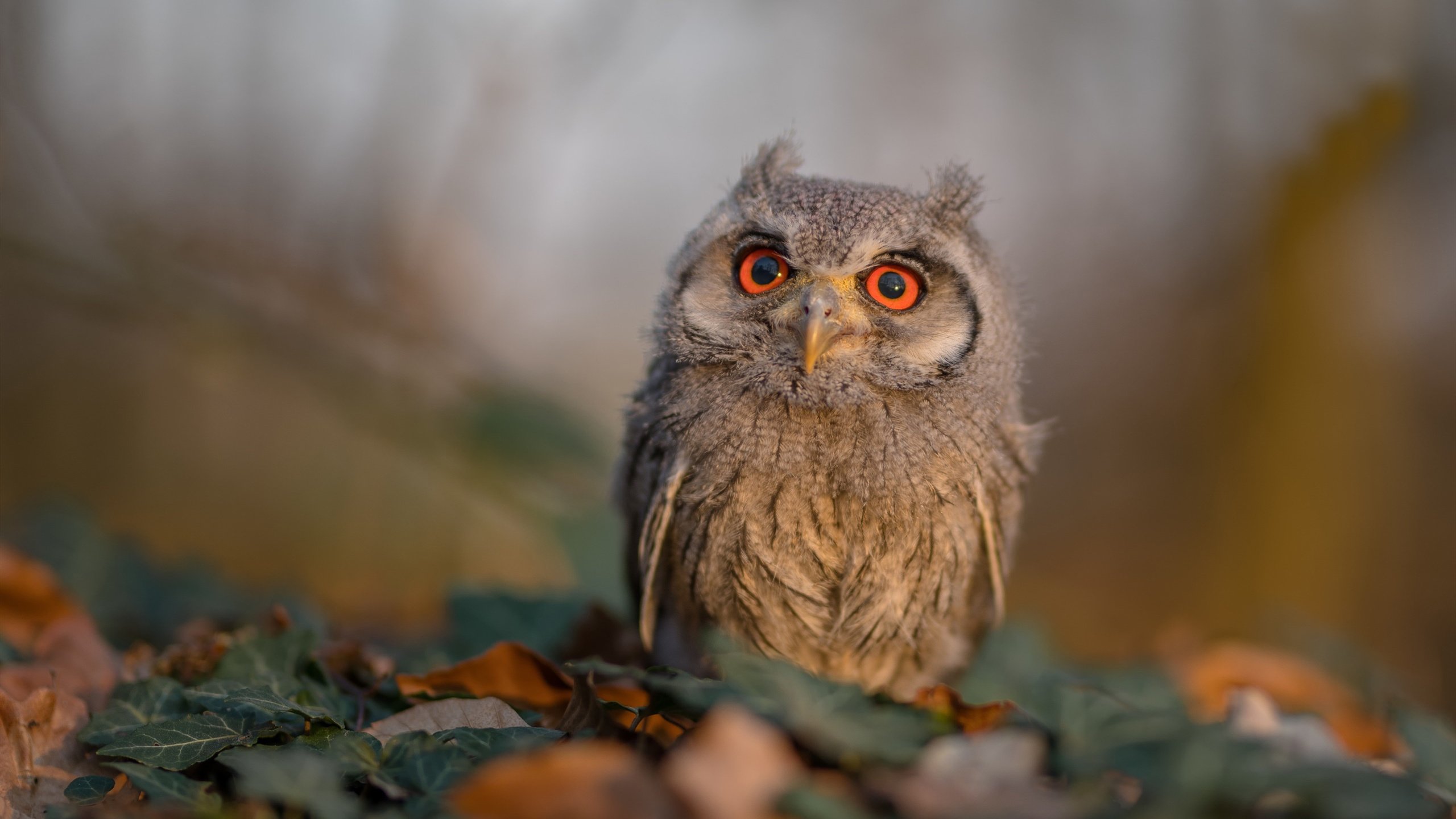 NBA为球员制定可持续生活指南，响应全球环保倡议，nba生涯持球时间排行榜