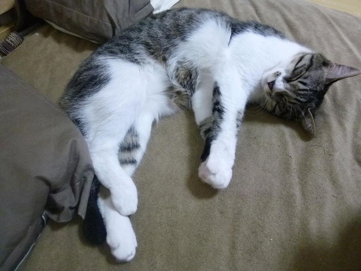 “未来足球明星：全国青少年足球明星评选启动”，2020全国少儿足球星计划