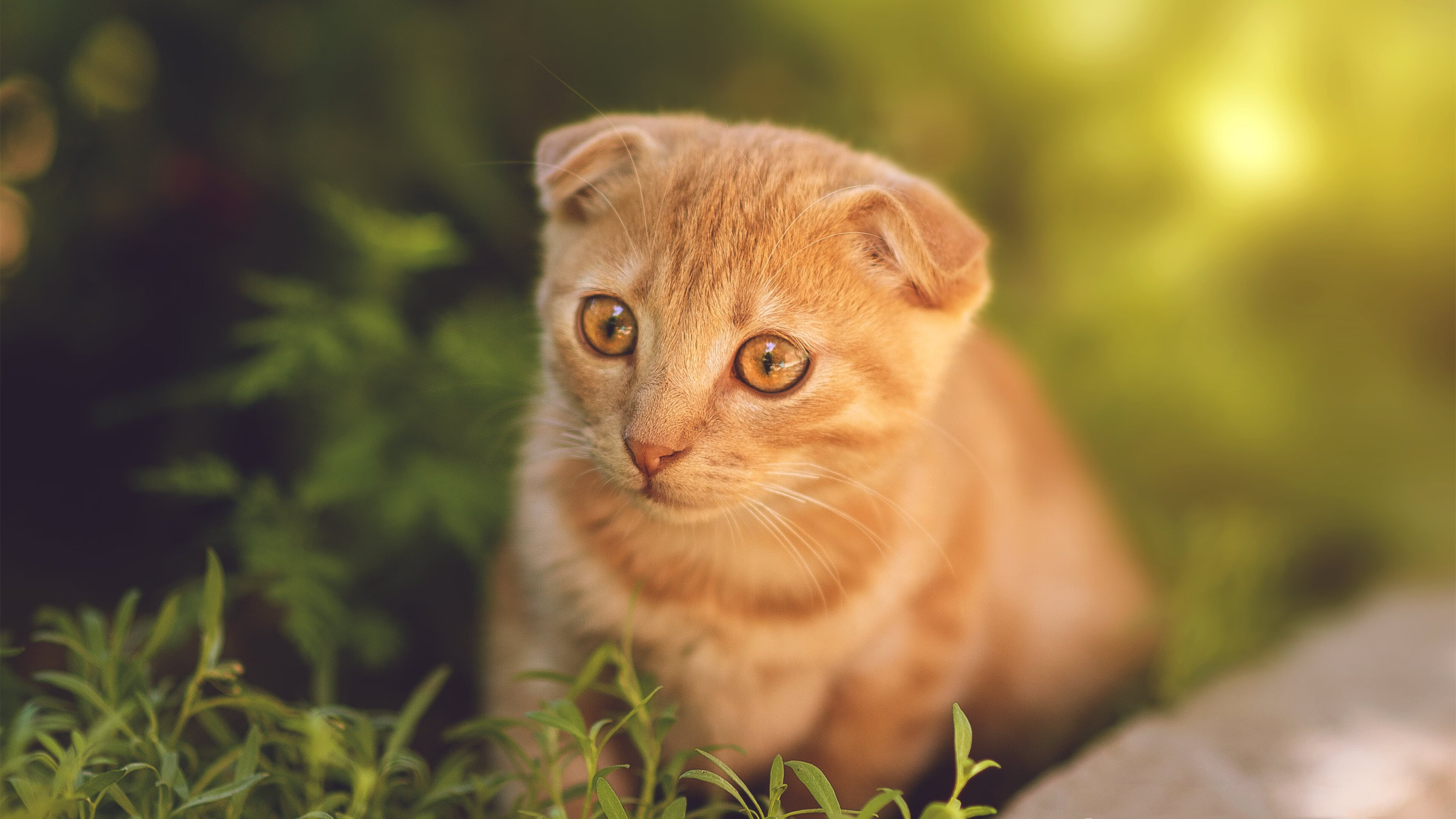 中国篮球运动员海外交流项目持续拓展，强化国际合作，中国篮球队外国人