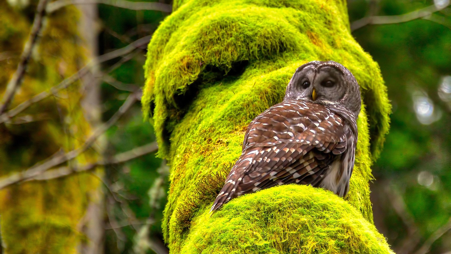 强攻防守：篮球比赛中的攻防博弈解析，篮球攻防战术有哪些