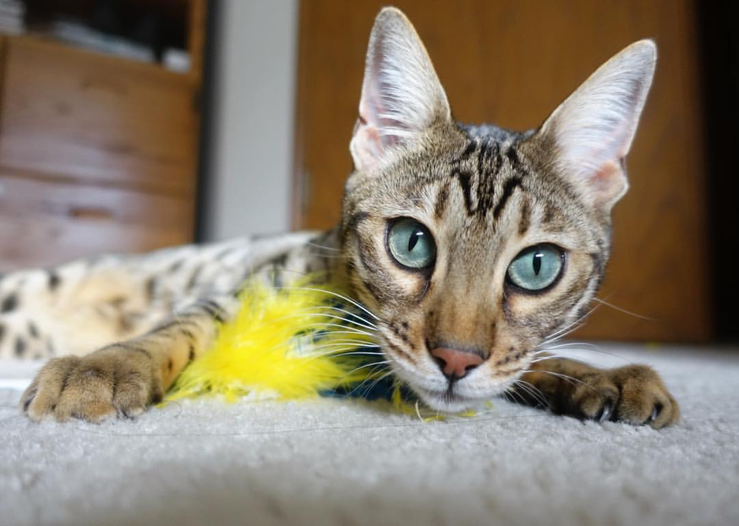 逆风翻盘：这些比赛让人血脉喷张，2021逆风翻盘的话