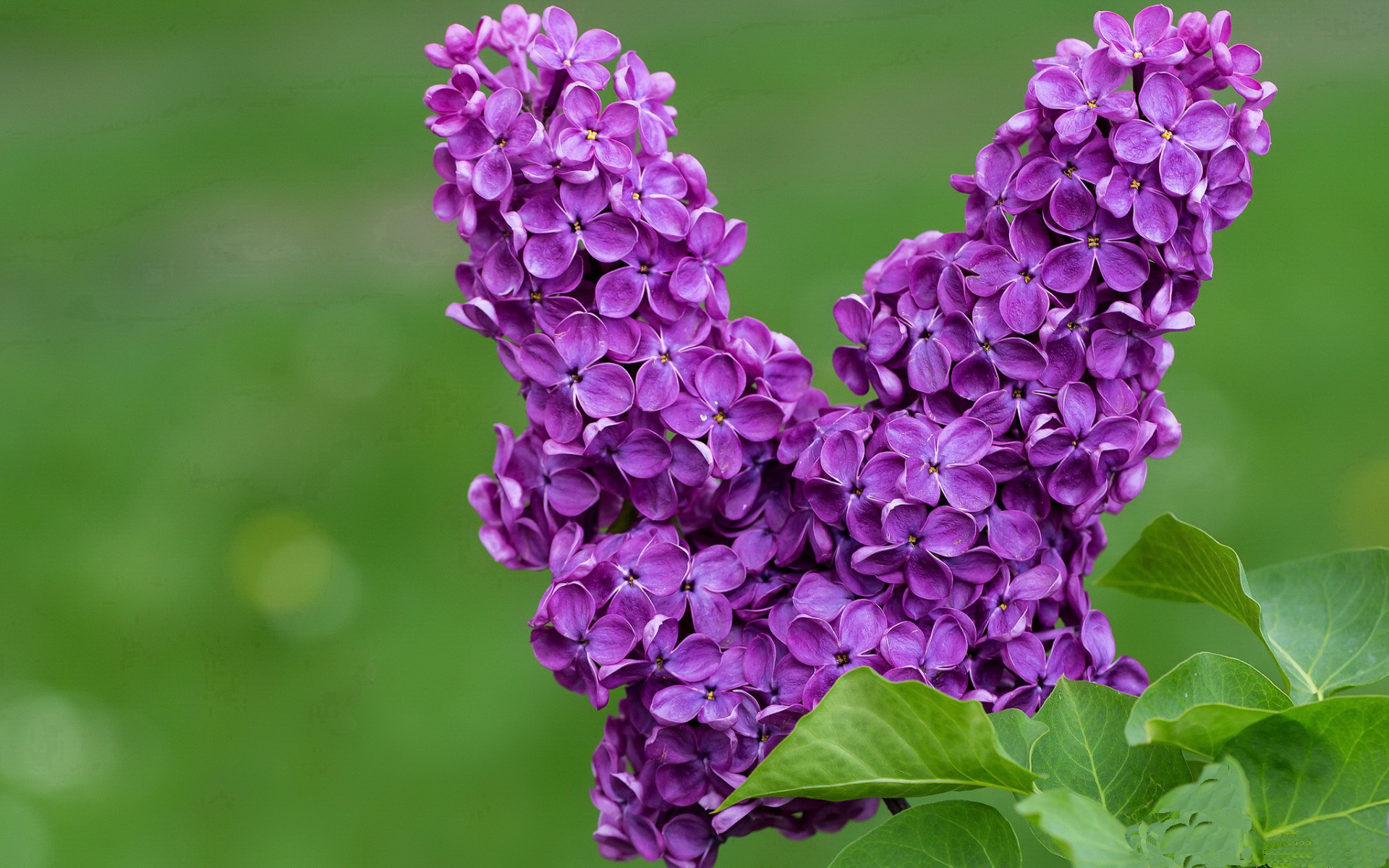 马龙率队夺男团金牌，坦言这是最后一次亚运会，马龙奥运亚军