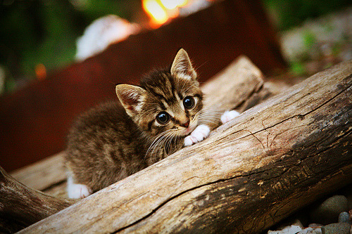 伊朗骑手卡尔·阿里·阿尔达比在巴黎奥运会上与“Porthos Maestro WH Z”马匹携手参赛，表现出色。