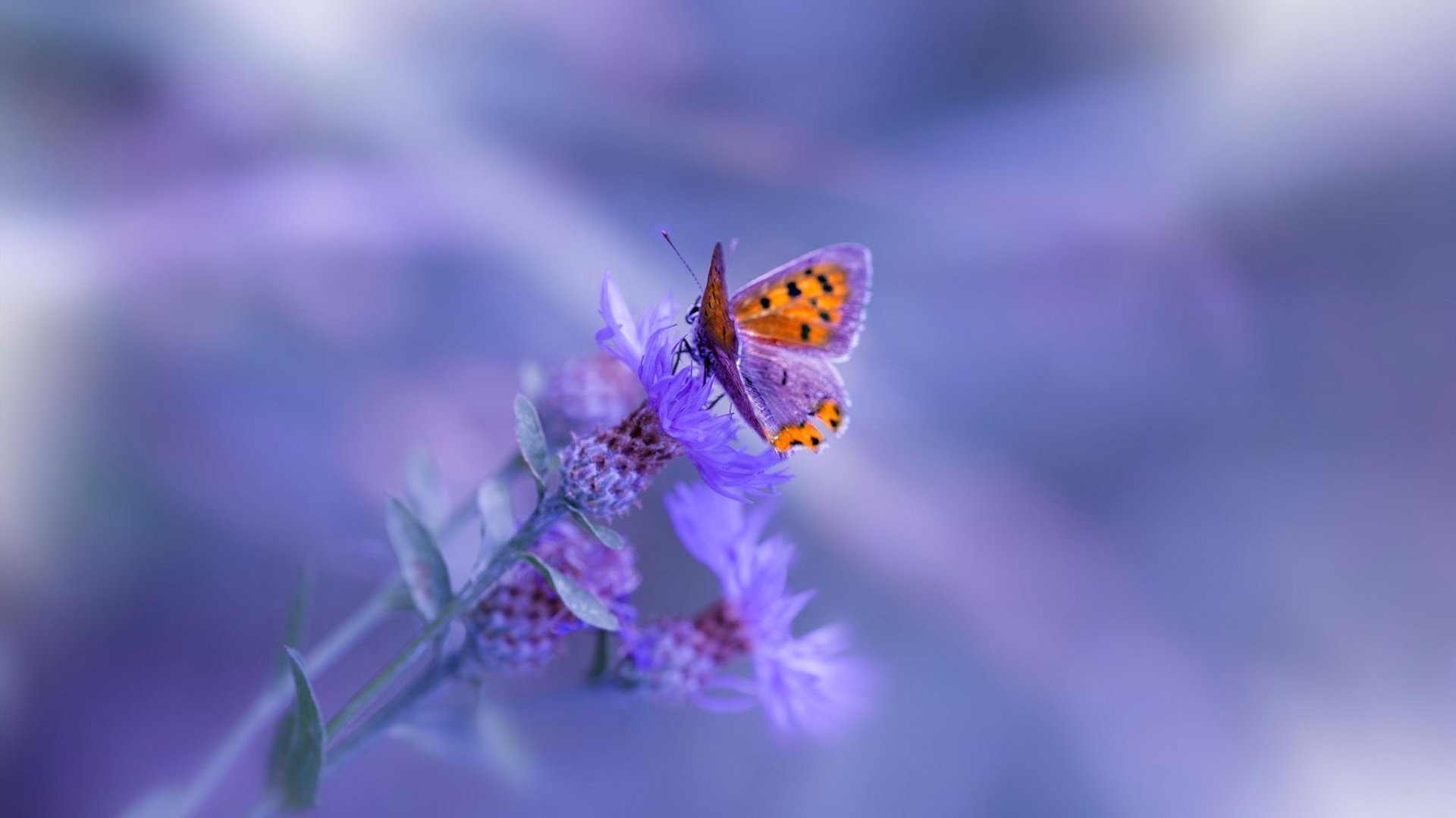 伊朗骑手卡尔·阿里·阿尔达比在巴黎奥运会上首次亮相即夺得障碍赛银牌，表现出色。