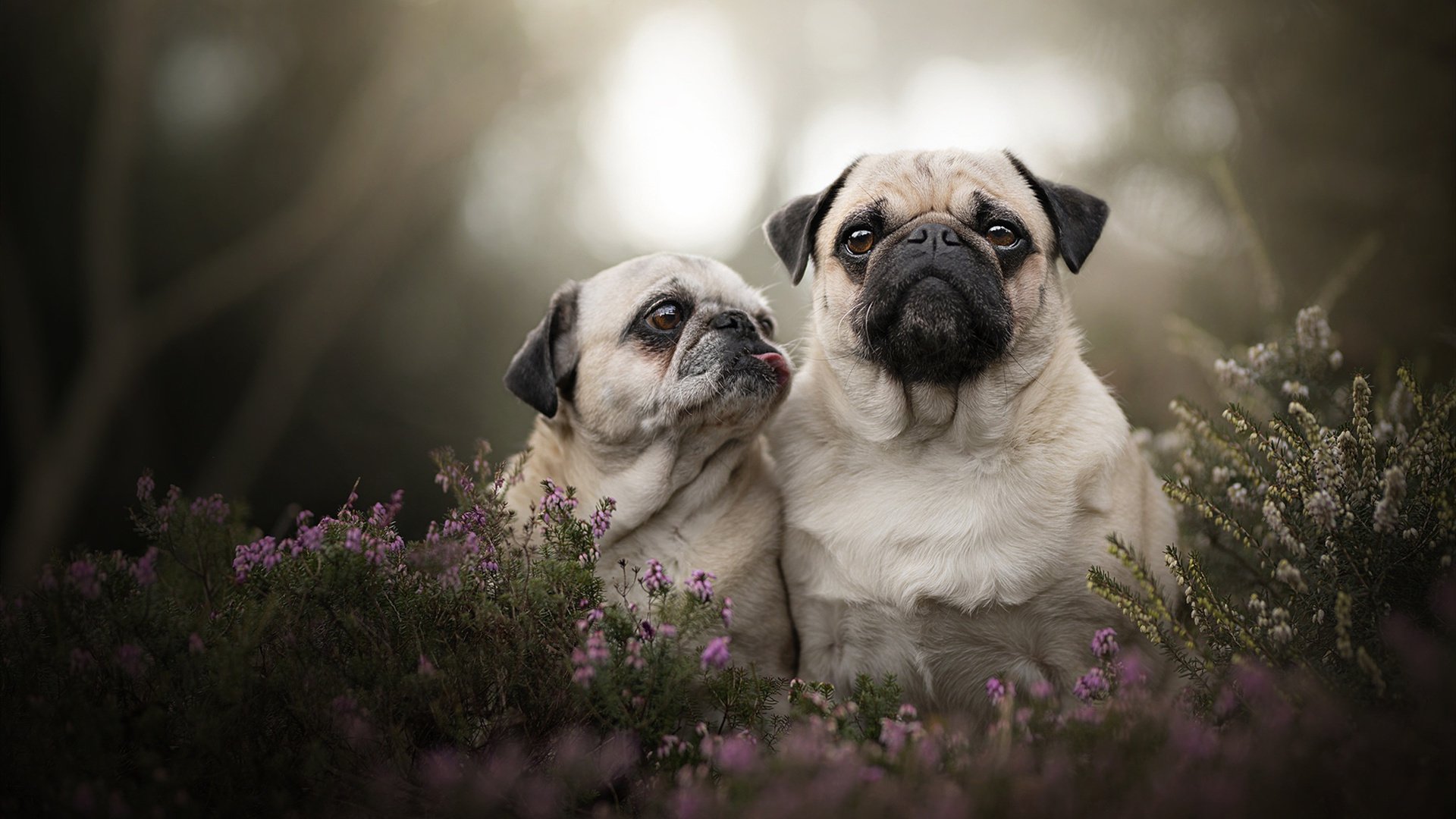 奥萨苏纳成功逆袭，逆转比分战胜劲敌，奥萨苏纳ds