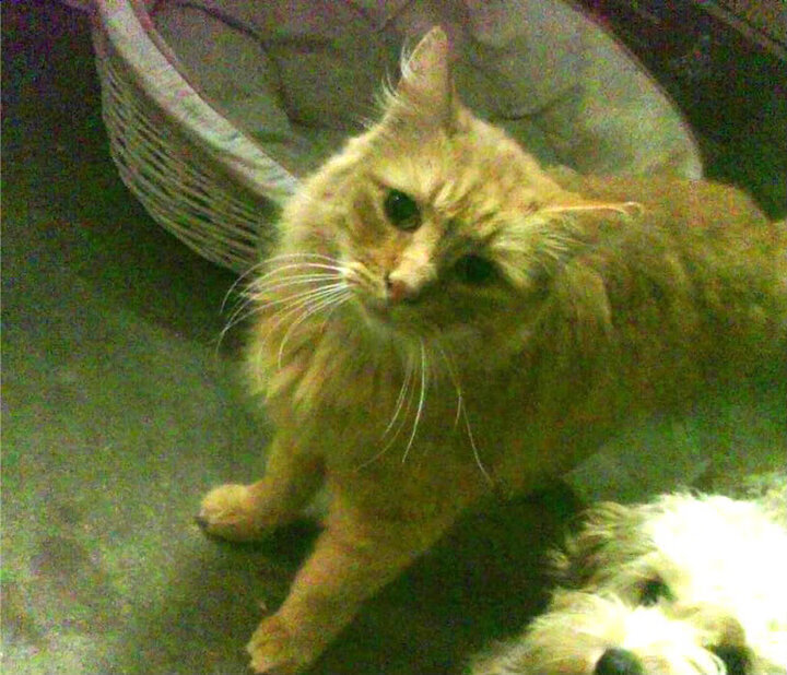 巴拉多利德在客场作战，惨遭对手零封，巴拉多利德老板是谁