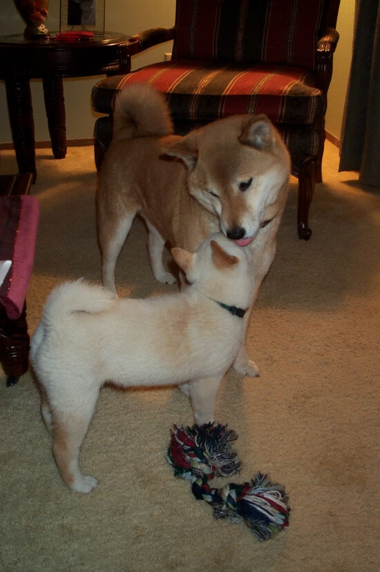 巴拉多利德客场平局，暂时保持在西甲中游，巴拉多利德保级