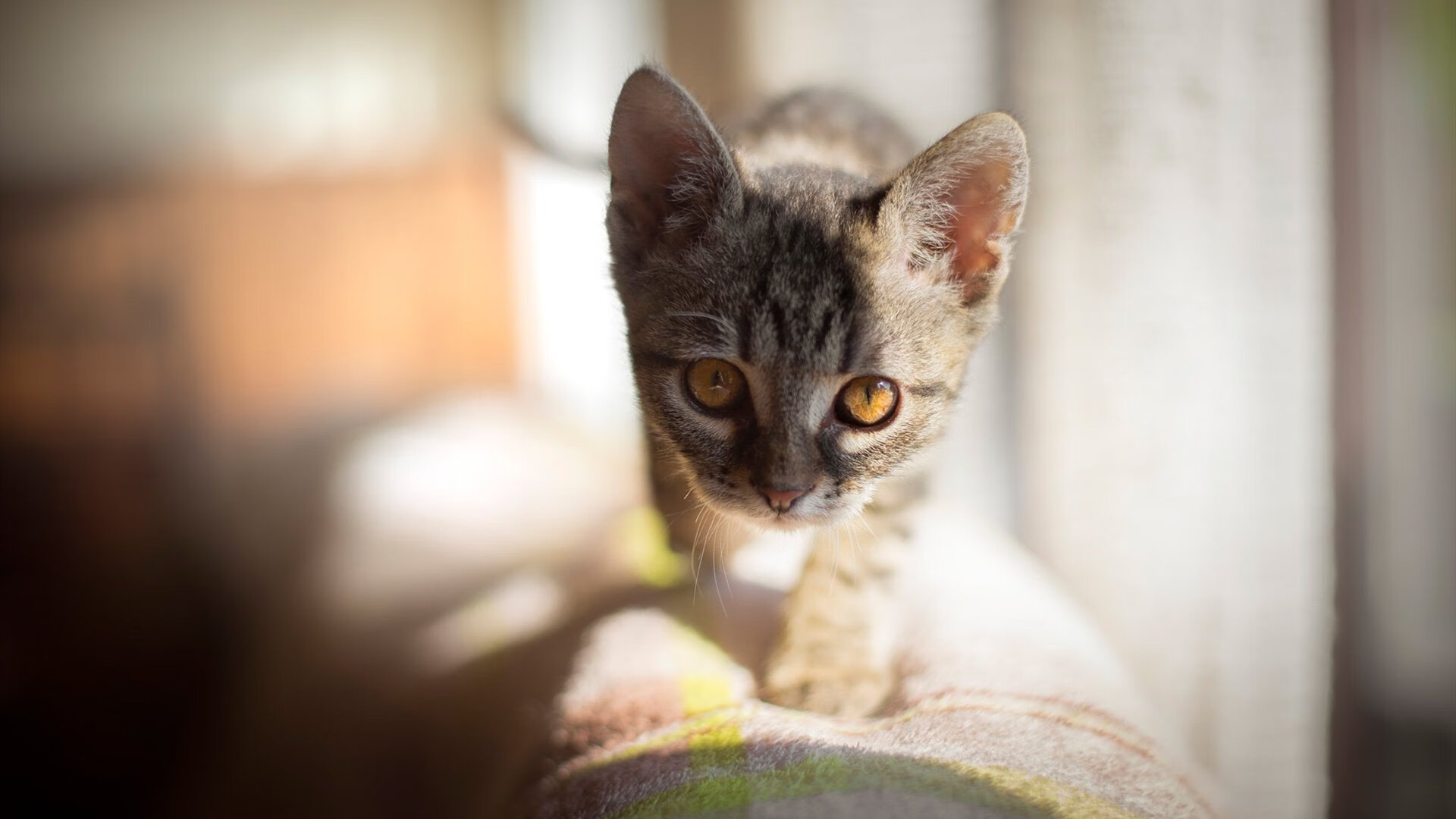 爵士球队防守端整体表现优异，爵士防守哈登图片