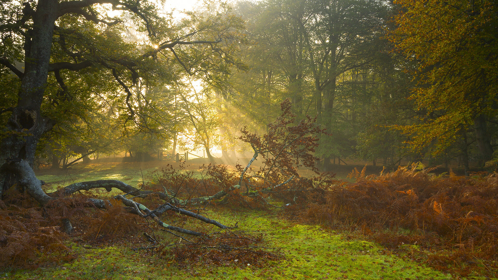 电竞主播商业变现路径的多样化探索与案例分析，电竞直播发展现状
