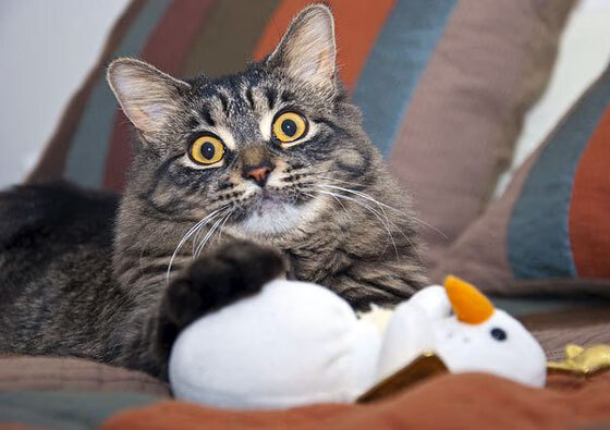 篮网持续冲击前六战绩提升明显，篮网2021