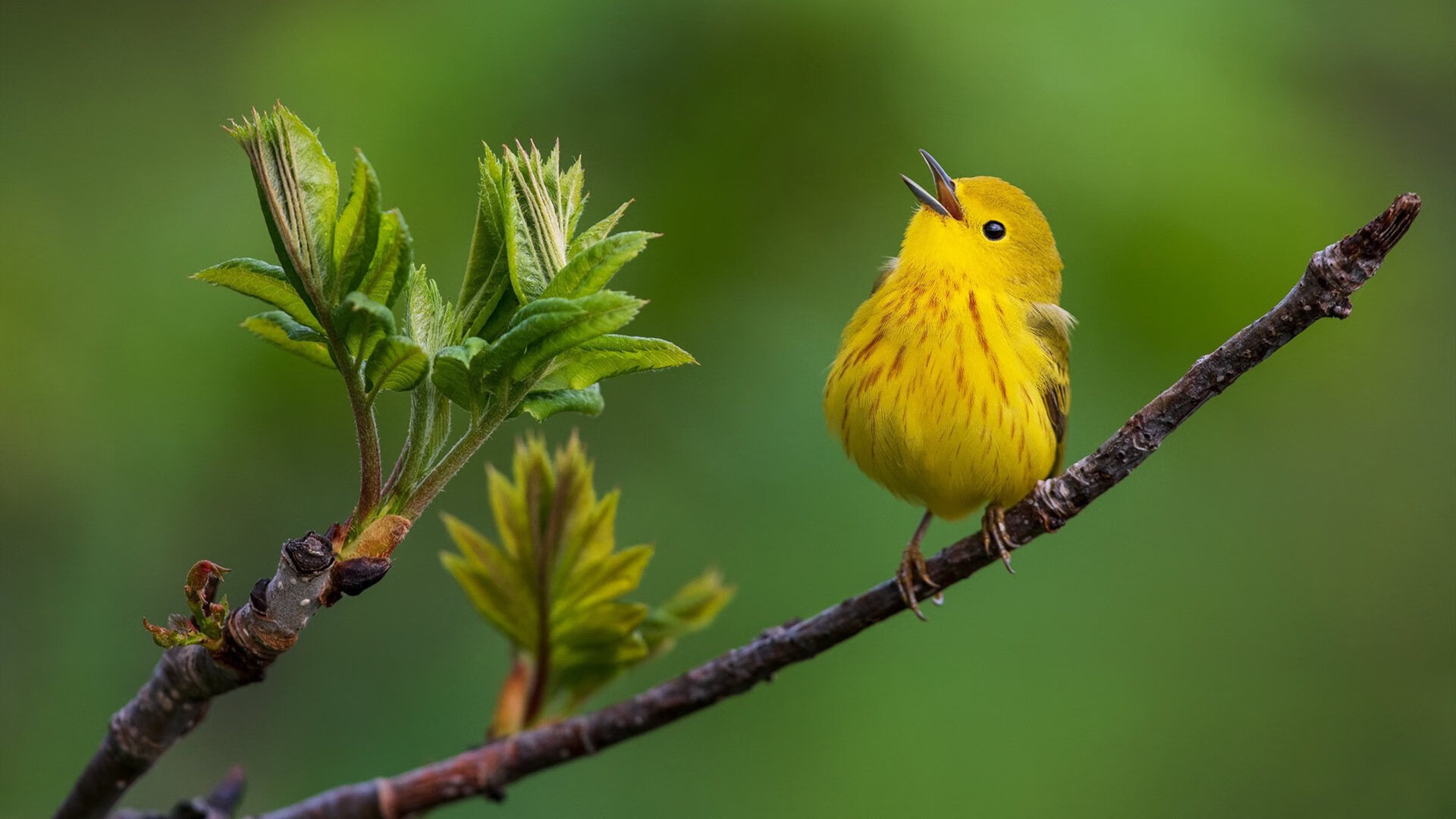 篮网新秀杜兰特复出状态良好，篮网杜兰特首秀