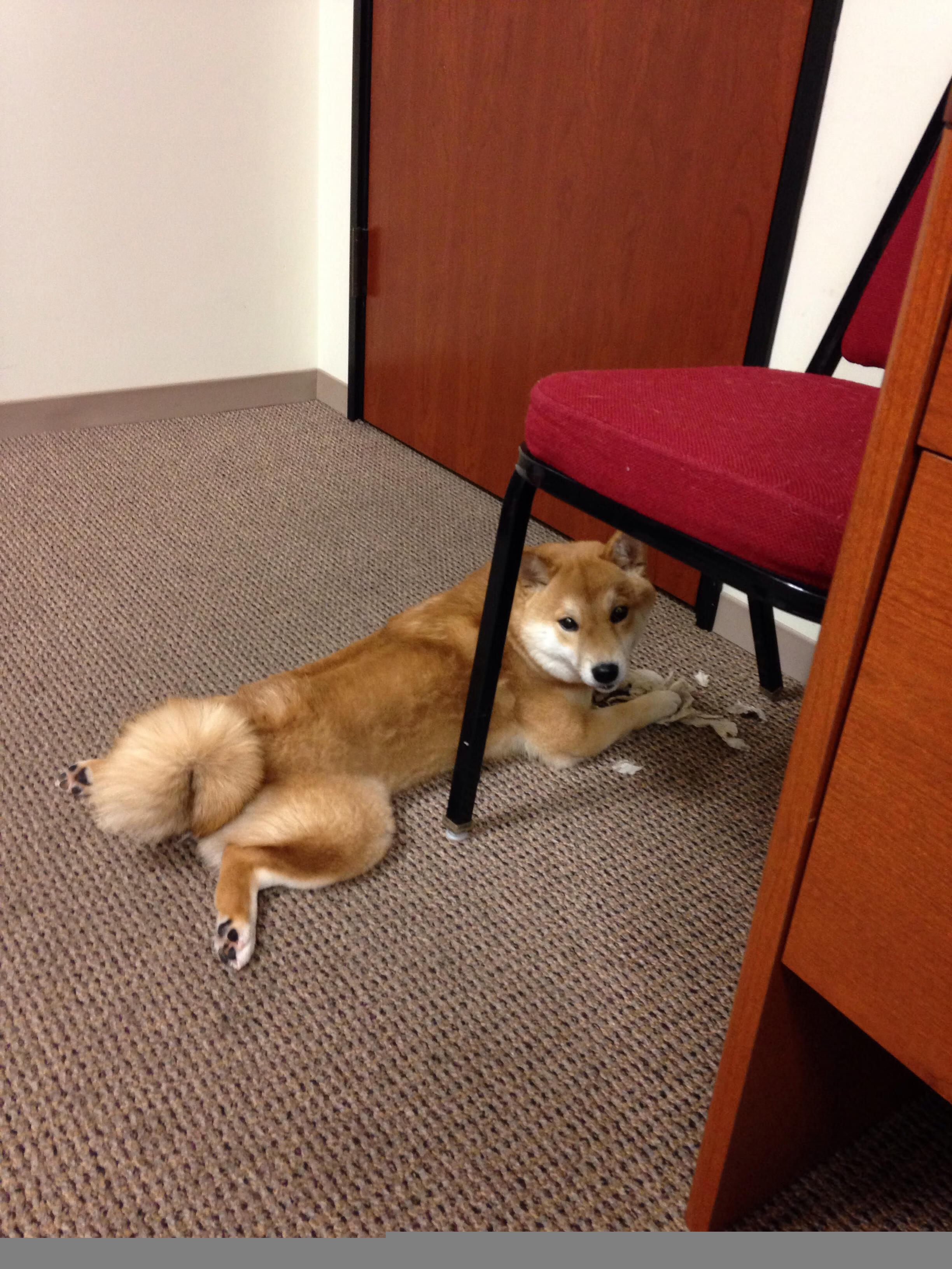 阿尔梅里亚主场1-2不敌皇家贝蒂斯，遗憾落败，阿尔梅里亚吧