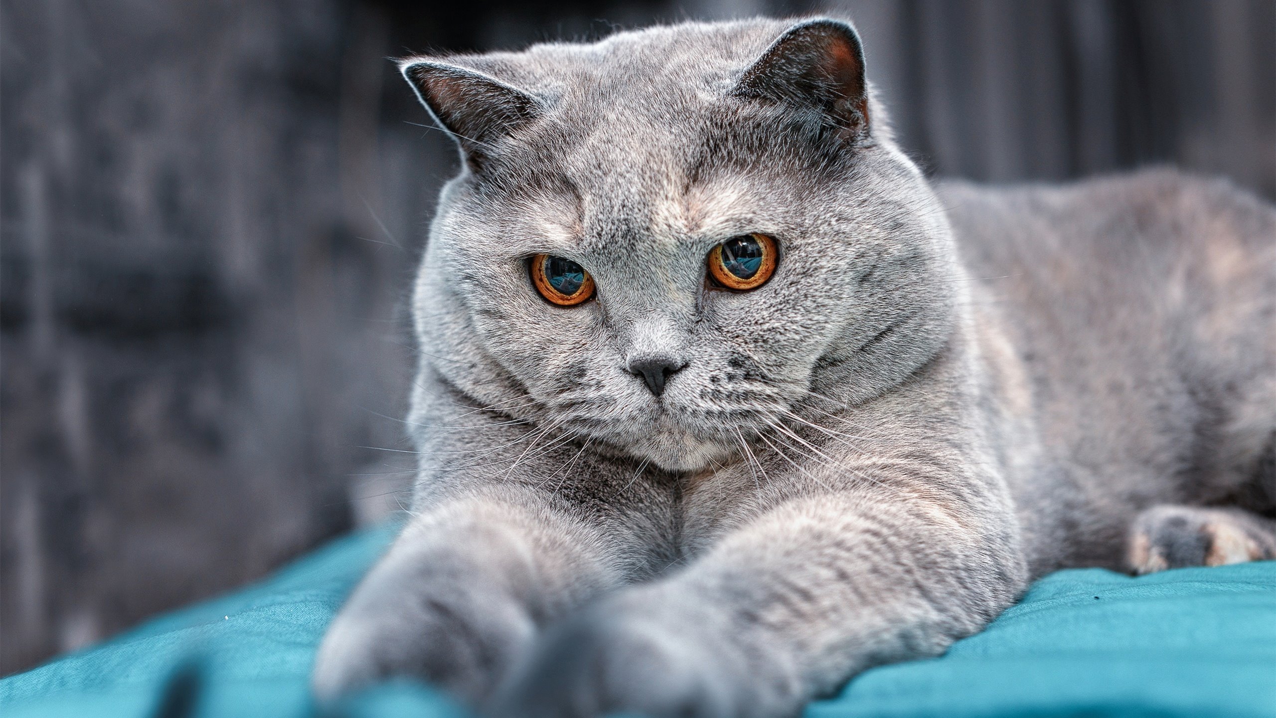 NBA球员赛季体能恢复策略与科学管理，nba球员体测数据公布最新