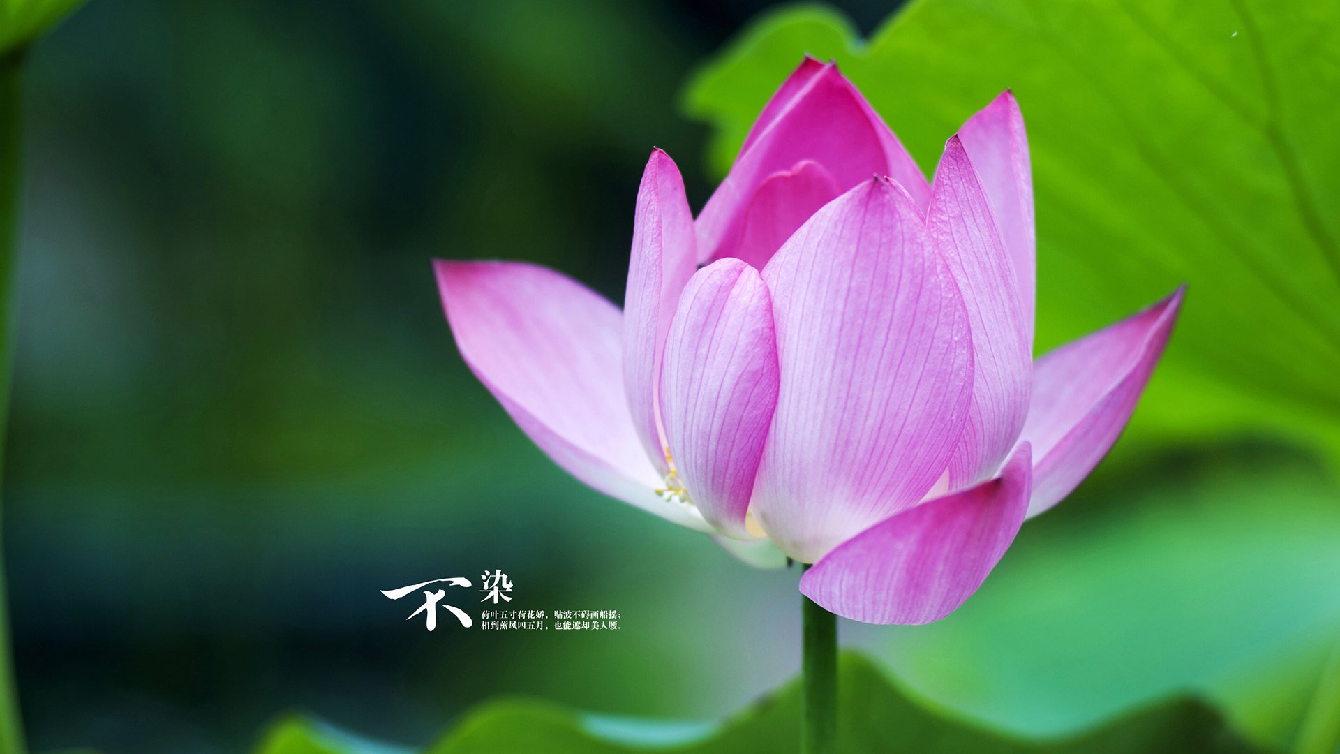 高校体育专业创新人才培养方案研究，体育产业人才培养