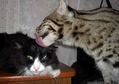 中国三人篮球男队比赛强度提升，三人篮球中国男队名单