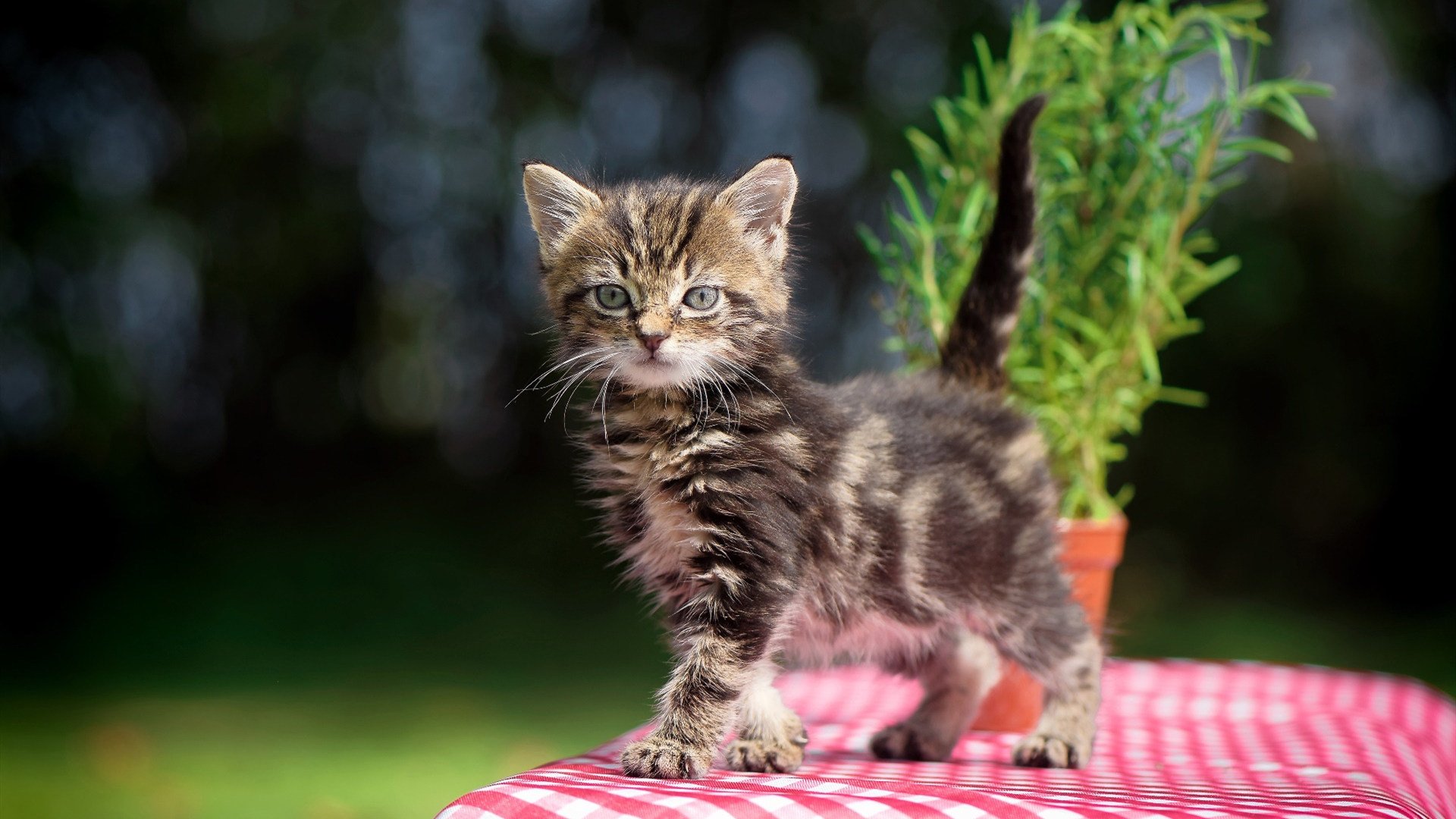 五大联赛教练战术理念是否影响本国国家队发展，五大联赛主教练