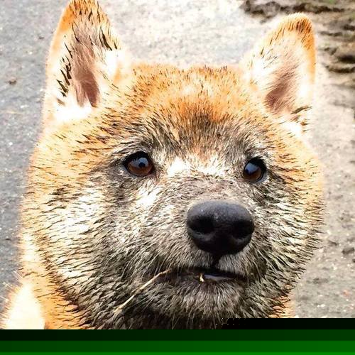 国家队大名单公布年轻球员比例大幅提升，国家队大名单人数