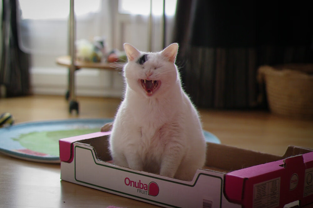 国际羽毛球锦标赛精彩瞬间，国际羽毛球挑战赛