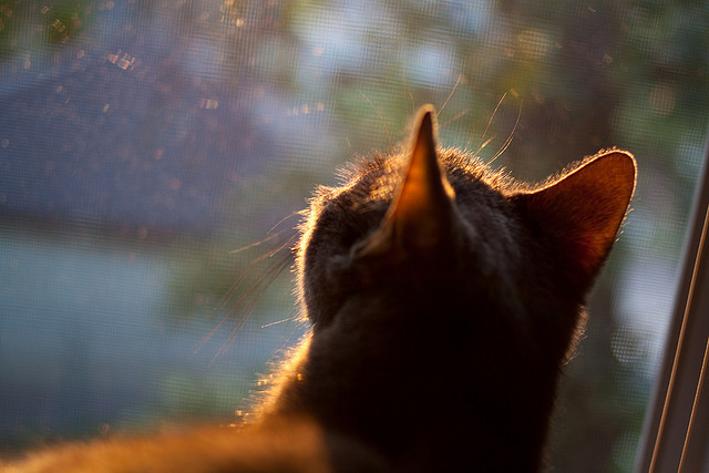 比利时男篮在欧洲预赛中激战正酣，迈向奥运梦想，比利时男篮3v3