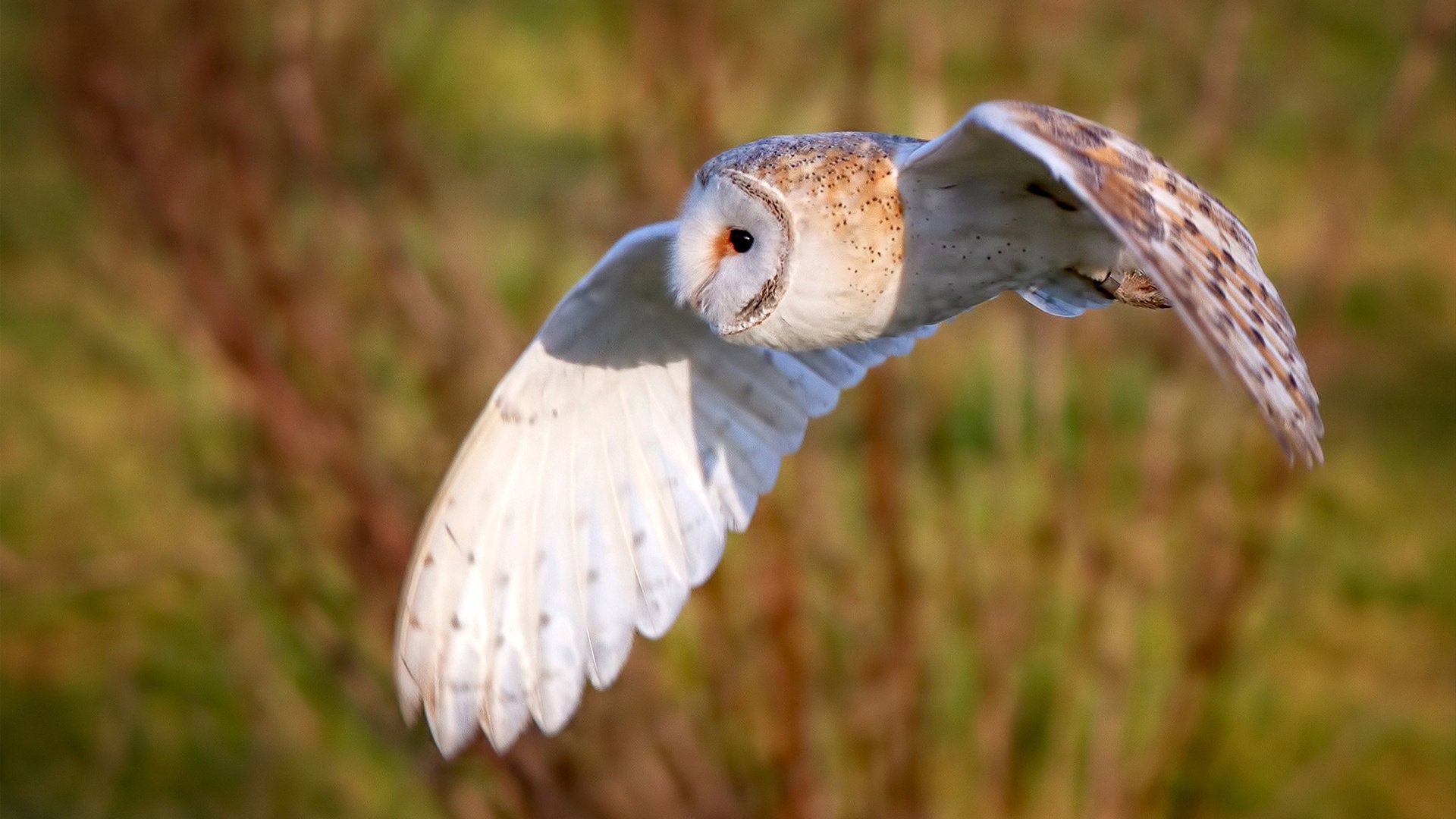 法国选手马尔尚刷新个人最佳，马尔尚兄弟酒庄