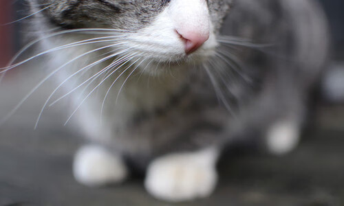 足球智能技术升级，VAR系统再度优化，足球var技术应用